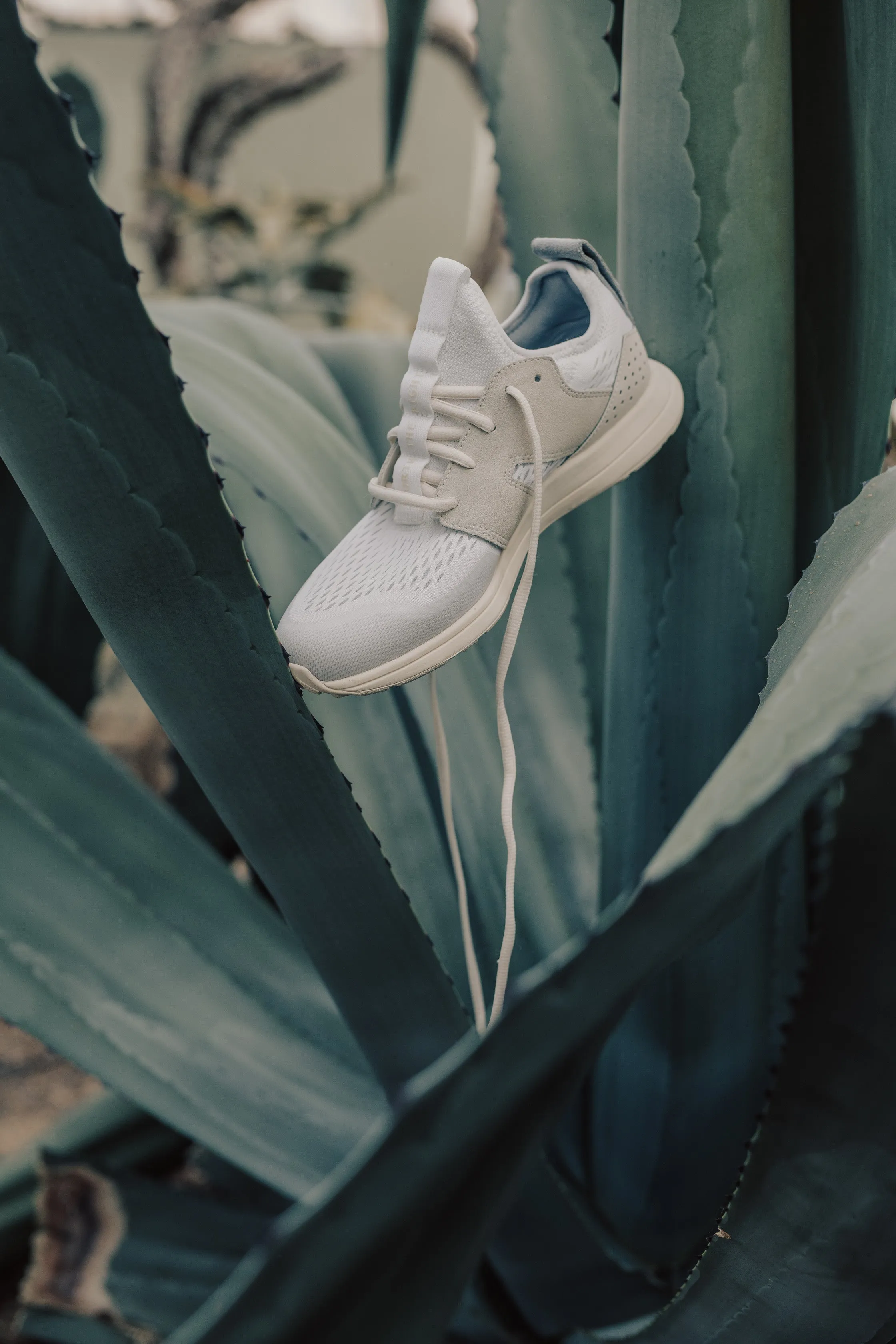 The Frank Trainer - Bone & Gray